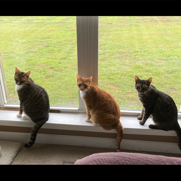 Meet your Posher, Carly - Picture 3 of 12